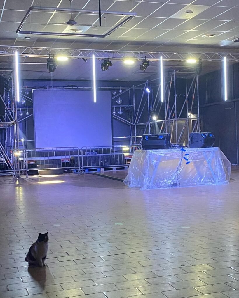 cat-at-yard-club-parma